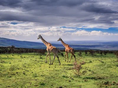 Två giraffer går i Serengeti