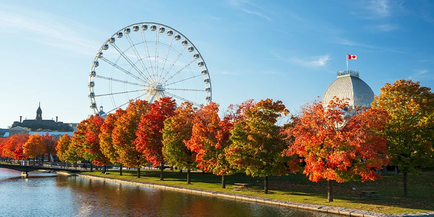 Höst med gyllene träd i Montreal, Kanada