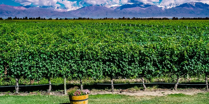 Vinodlingar i Mendoza med utsikt över Anderna