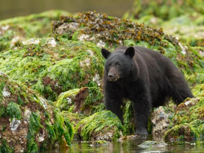 Svartbjörn på Vancouver Island i Kanada