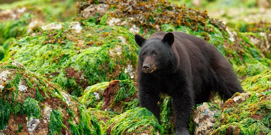 Svartbjörn på Vancouver Island i Kanada