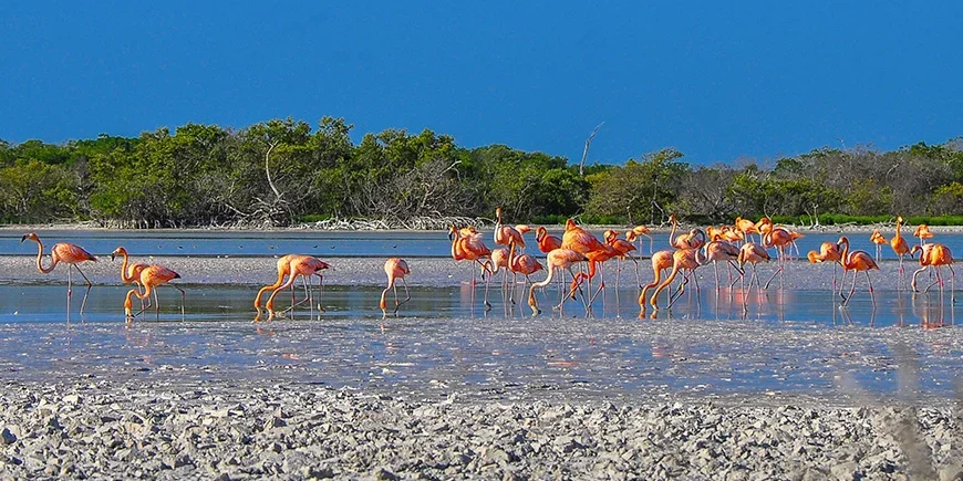 Flamingor i Río Lagartos