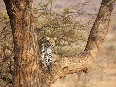 Leopard i ett träd i Samburu i Kenya