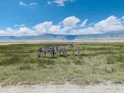 Zebror i Ngorongoro