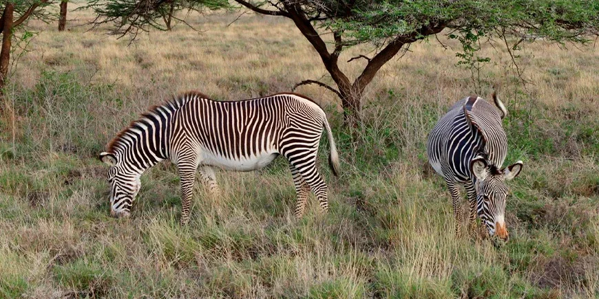 Zebror i Samburu nationalpark