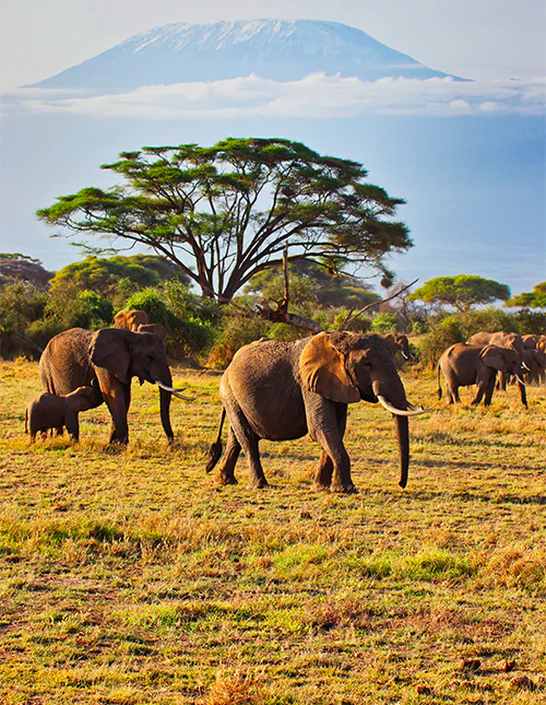 En stor flock elefanter som vandrar i Amboseli nationalpark i Kenya