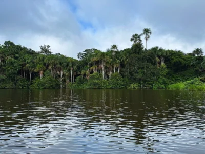 Utsikt över Amazonas regnskog från floden