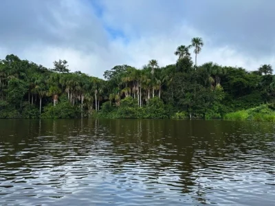 Utsikt över Amazonas regnskog från floden
