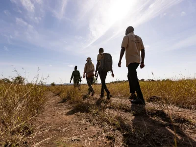 Grupp av människor som vandrar på savannen i Tanzania