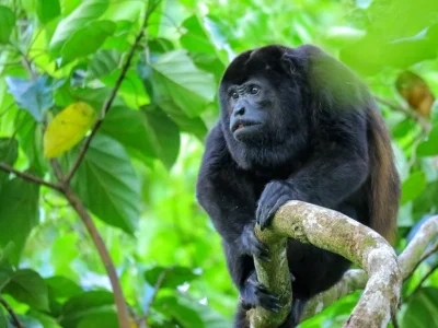 En vrålapa sitter i ett träd i Corcovado nationalpark i Costa Rica