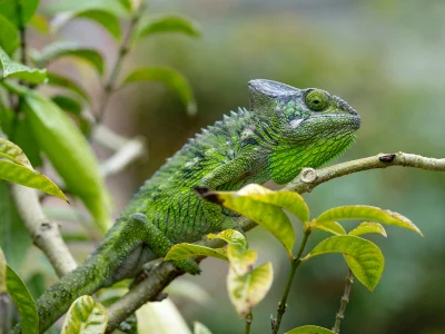Furcifer verrucosus i gröna omgivningar på Madagaskar