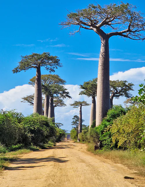Baobaballén på Madagaskar