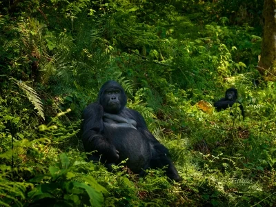 Två gorillor tittar rakt in i kameran i Bwindi Impenetrable nationalpark i Uganda.