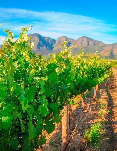 Grön vinodling med berg i bakgrunden under blå himmel.