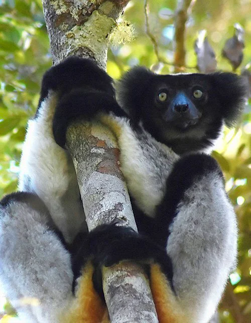 Lemur klamrar sig fast vid ett träd på Madagaskar
